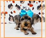 Small Photo #2 Yorkshire Terrier Puppy For Sale in TAYLOR, TX, USA