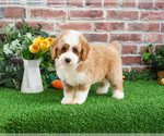 Small Photo #9 Goldendoodle mix (+ Poodle Miniature) Puppy For Sale in SYRACUSE, IN, USA
