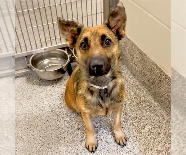 Medium Photo #2 German Shepherd Dog-Unknown Mix Puppy For Sale in Houston, TX, USA