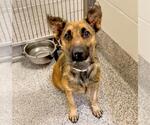 Small #1 German Shepherd Dog Mix