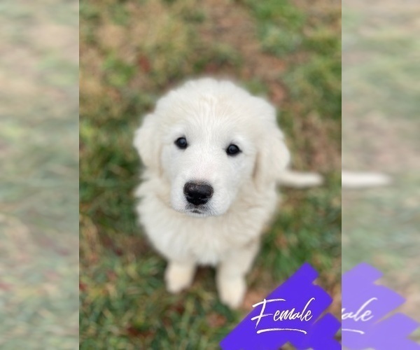 Full screen Photo #2 Great Pyrenees Puppy For Sale in JAMESTOWN, TN, USA