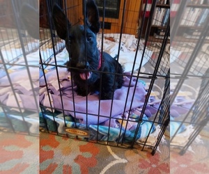 Scottish Terrier Puppy for sale in ALAMOGORDO, NM, USA