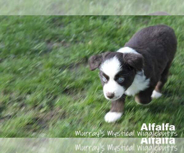 Medium Photo #6 Miniature American Shepherd Puppy For Sale in PASCO, WA, USA