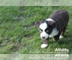 Small Photo #6 Miniature American Shepherd Puppy For Sale in PASCO, WA, USA