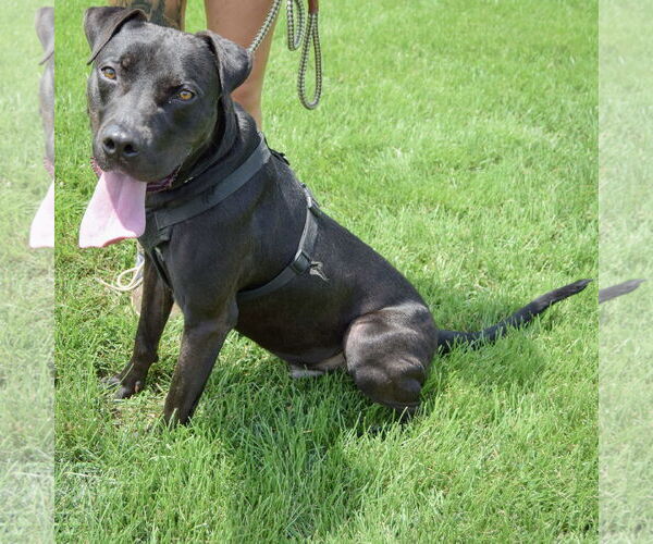 Medium Photo #5 American Staffordshire Terrier-Boxer Mix Puppy For Sale in Huntley, IL, USA