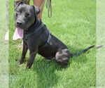 Small #4 American Staffordshire Terrier-Boxer Mix