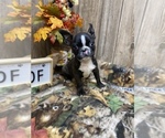 Small Photo #7 Boston Terrier Puppy For Sale in MYRTLE, MO, USA