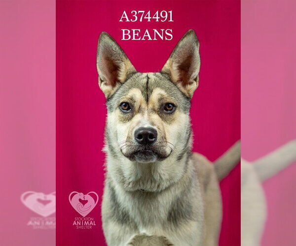 Medium Photo #2 German Shepherd Dog-Unknown Mix Puppy For Sale in Stockton, CA, USA