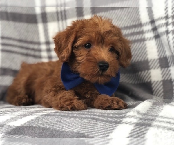 Medium Photo #10 Shih Tzu-YorkiePoo Mix Puppy For Sale in LAKELAND, FL, USA