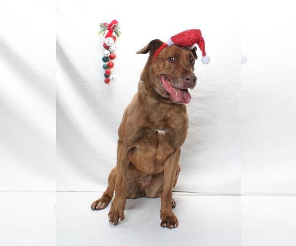 Medium Photo #1 Mastador Puppy For Sale in Burbank, CA, USA