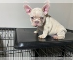 Puppy 3 French Bulldog
