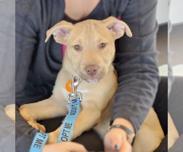 Medium Photo #5 Siberian Husky-Unknown Mix Puppy For Sale in Fargo, ND, USA