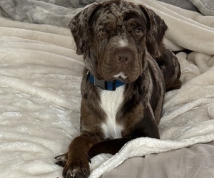 Father of the Cocker-Pei puppies born on 06/28/2025