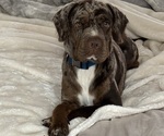 Small Photo #1 Cocker-Pei Puppy For Sale in PLANT CITY, FL, USA