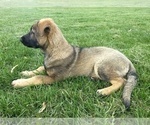 Small Photo #4 German Shepherd Dog Puppy For Sale in AVA, MO, USA