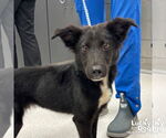 Small #1 Border Collie Mix