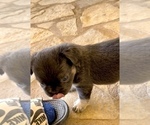 Small #6 French Bulldog