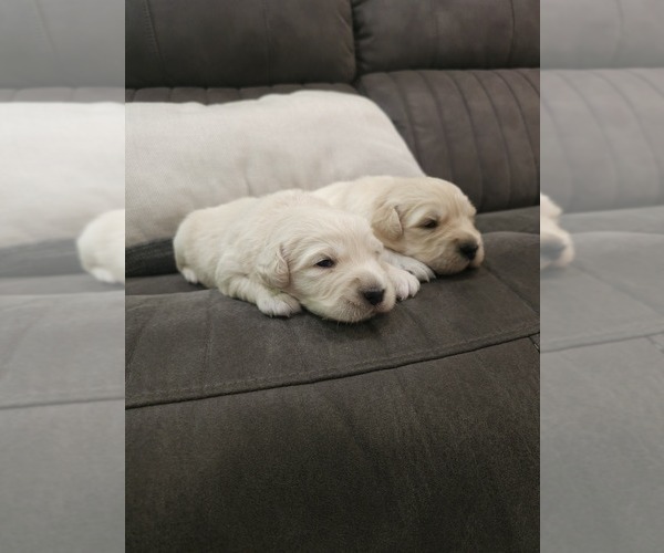 Medium Photo #7 Golden Retriever Puppy For Sale in ELVERTA, CA, USA