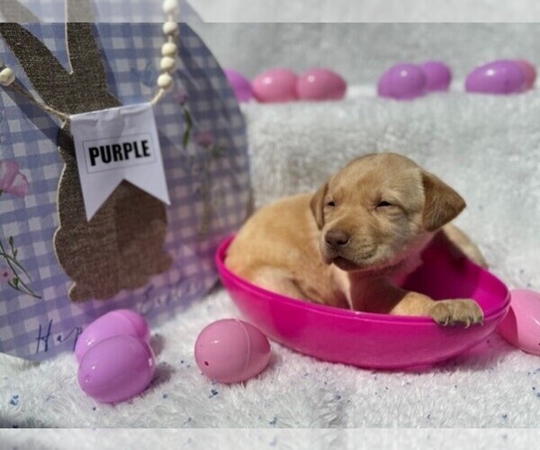 Medium Photo #1 Labrador Retriever Puppy For Sale in MAYSVILLE, GA, USA