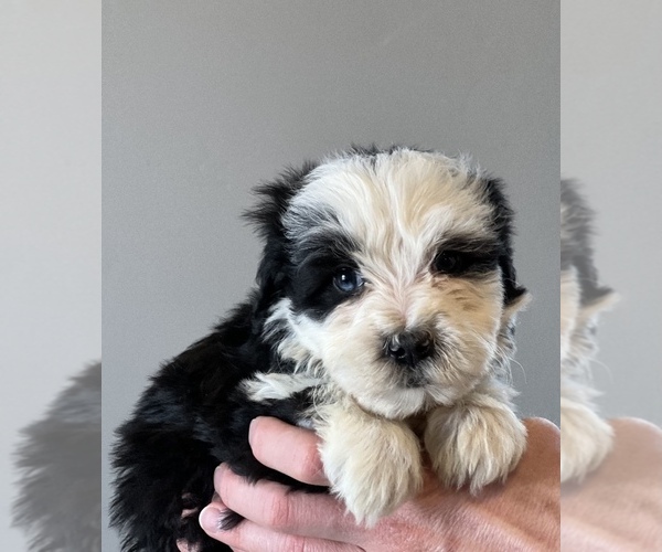 Medium Photo #1 Miniature Bernedoodle Puppy For Sale in SAN JOSE, CA, USA