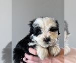 Small Photo #1 Miniature Bernedoodle Puppy For Sale in SAN JOSE, CA, USA