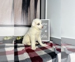 Small Photo #7 Australian Shepherd Puppy For Sale in FRANKLIN, IN, USA