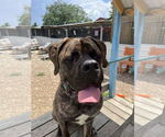 Small #2 Mastiff