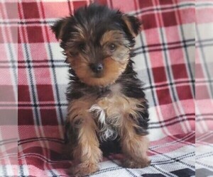 Yorkshire Terrier Puppy for sale in ROBESONIA, PA, USA