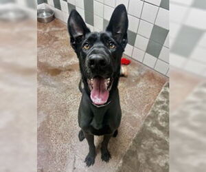 Mutt Dogs for adoption in Salinas, CA, USA