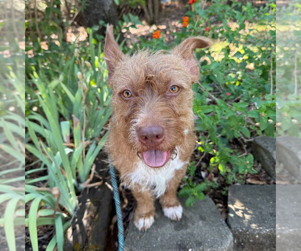 Medium Photo #5 Mutt Puppy For Sale in Chico, CA, USA