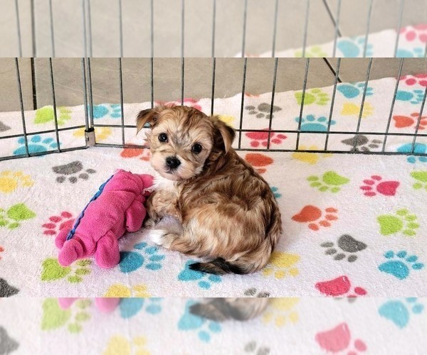 Medium Photo #2 Morkie Puppy For Sale in ORO VALLEY, AZ, USA