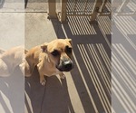 Small #2 Black Mouth Cur Mix