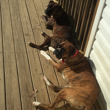 Medium Photo #1 Boxer Puppy For Sale in CHESTERFIELD, SC, USA