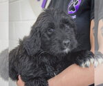Small #2 Golden Retriever Mix