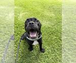 Small Mastiff Mix
