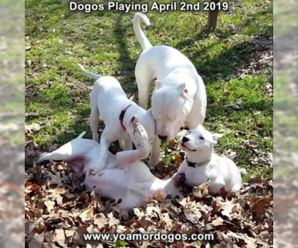 Medium Photo #216 Dogo Argentino Puppy For Sale in PINEVILLE, MO, USA