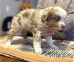 Small #6 Miniature Australian Shepherd