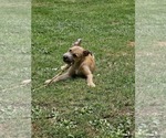 Small #4 Chihuahua-Wheaten Terrier Mix