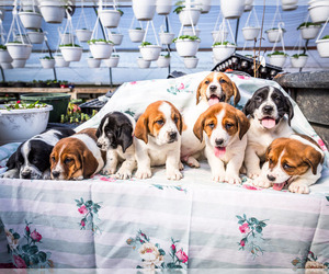 Australian Cattle Dog-Basset Hound Mix Puppy for sale in WAKARUSA, IN, USA