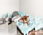 Small #10 Boxer Mix
