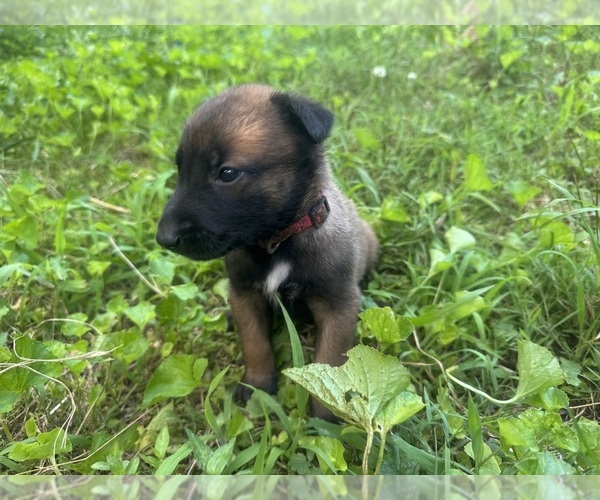 Medium Photo #1 Belgian Malinois Puppy For Sale in COSBY, TN, USA