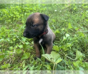 Belgian Malinois Puppy for sale in COSBY, TN, USA