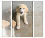 Puppy 4 Golden Labrador
