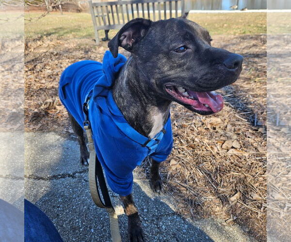 Medium Photo #14 American Staffordshire Terrier-Boxer Mix Puppy For Sale in Germantown, OH, USA