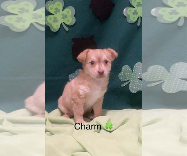 Medium Photo #1 Chihuahua-Unknown Mix Puppy For Sale in Turlock, CA, USA