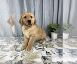 Small Photo #1 Golden Retriever Puppy For Sale in GREENWOOD, IN, USA