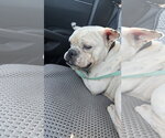 Small #1 American Bulldog
