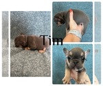 Puppy Tim French Bulldog