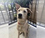 Small #1 Chow Chow-Labrador Retriever Mix