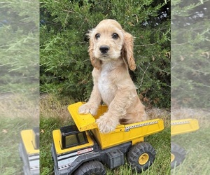 Cocker Spaniel Puppy for sale in MIDDLEBURY, IN, USA